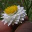 แอมโมเบี่ยม - Ammobium alatum (ทำดอกไม้แห้ง)