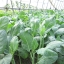 คะน้า - Chinese Kale