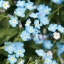 ฟอร์เก็ตมีน็อตสีฟ้า - Blue Forget me not