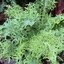 เคลไซเบอร์ฟริล - Siber Frills Kale