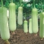 บวบหอมสีขาว - Chinese White Jade Luffa