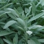 เสจ - Sage