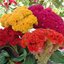 หงอนไก่คละสี - Mixed Cockscomb