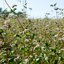 บักวีต, โซบะ - Buckwheat (Fagopyrum esculentum)