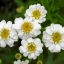 เก๊กฮวยขาว - Chrysanthemum morifolium