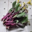 กวางตุ้งก้านแดง - Red Choy Sum