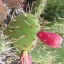 พริคลี่แพร์โคสทอล - Opuntia Littoralis