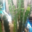 กิ่งแก้วมังกรเวียดนามสีเหลือง - Hylocereus megalanthus