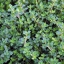 ไทม์อังกฤษ - English Thyme