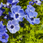 อะนีโมนี - Anemone
