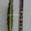 กิ่งแก้วมังกรเวียดนามสีเหลือง - Hylocereus megalanthus