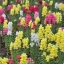 ลิ้นมังกรคละสี - Mixed Baby Snapdragon