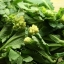 บรอกโคลี่ดอกสีขาว - White Sprouting Broccoli
