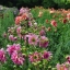 รักเร่ดินเนอร์เพลทคละสี - Mixed Dinner Plate Dahlia