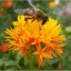 ดอกคำฝอย (พันธุ์มีหนาม) - Safflower (Carthamus tinctorius)