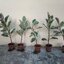 ต้นยางอินเดียใบด่าง - Ficus elastica Variegata