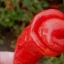 พริกกระจู๋สีแดง - Red Peter Pepper