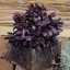 โหระพาดาร์กโอปอล - Dark Opal Basil