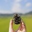 ลูกสนแห้ง 20 ลูก - Dried Pine Cone (เส้นผ่านศูนย์กลางประมาณ 3-4 ซม.)