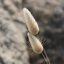 หญ้าหางกระต่าย - Bunny Tail Grass 100 เมล็ด