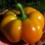 พริกฟักทองสีเหลือง - Yellow Pimento Pepper
