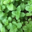 มินต์ - Green Mint