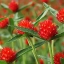 บานไม่รู้โรยสีแดง - Strawberry Gomphrena
