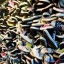 Converse & Vans