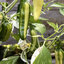พริกฟิช - Fish Pepper (ใบและผลด่าง)