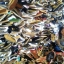 Converse & Vans