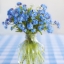 ฟอร์เก็ตมีน็อตสีฟ้า - Blue Forget me not