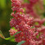 ควินัวสีชมพู - Cherry Vanilla Quinoa
