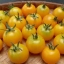 มะเขือเทศเชอรี่สีเหลือง - Yellow Cherry Tomato (พันธุ์กระถาง)