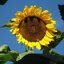 ทานตะวันรัสเซียดำ - Black Russian Sunflower (ต้นสูง)