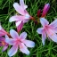 หัวลิลลี่แมงมุมสีฟ้า - Electric Blue Spider Lily (Lycoris Sprengeri) 1 หัว