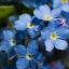 ฟอร์เก็ตมีน็อตคละสี - Mixed Forget me not