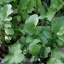 ร็อกเก็ต - Eruca sativa (Rocket)