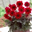 รักเร่ก้านใบสีดำ - Mixed Bronze Foliage Dahlia