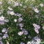 คัตเตอร์สีม่วง - Purple Cutter Aster