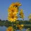 ทานตะวันเม็กซิมิเลี่ยน - Maximilian Sunflower (ทานตะวันดอกดก)