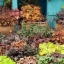 ฮิวเชร่าคละสี - Mixed Heuchera