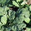 คอลลาร์ดแชมป์เปี้ยน - Champion Collard