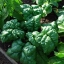 ผักปวยเล้งไจแอ้นท์โนเบล - Giant Noble Spinach