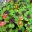 ออกซาลิสเดปไปไอรอนครอส - Oxalis Deppei Iron Cross