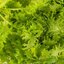 มัสตาร์ดวาซาบินา - Wasabina Mustard