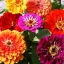 บานชื่นแคลิฟอร์เนียไจแอ้นท์คละสี - Mixed California Giant Zinnia