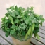 ถั่วลันเตาแคระ - Tom Thumb Dwarf Pea