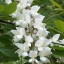 แบล็กโลคัส (แคฝรั่ง) - Black Locust Tree