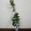 ต้นเชอรี่บราซิล - Brazil Cherry (Eugenia Brasiliensis)