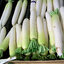หัวไชเท้าญี่ปุ่นมิโนวาเสะ - Japanese Minowase Radish
